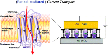 Graphical abstract: Bacteriorhodopsin as an electronic conduction medium for biomolecular electronics
