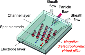 Graphical abstract: A continuous size-dependent particle separator using a negative dielectrophoretic virtual pillar array