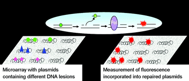 Graphical abstract: A microarray to measure repair of damaged plasmids by cell lysates