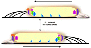 Graphical abstract: Reversing cells and oscillating motilityproteins