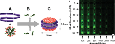 Graphical abstract: Microfluidic patterning of nanodisc lipid bilayers and multiplexed analysis of protein interaction