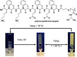 Graphical abstract: Selective synthesis of double temperature-sensitive polymer–peptide conjugates