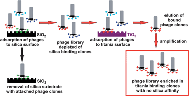 Graphical abstract: Identification of peptides capable of inducing the formation of titania but not silica via a subtractive bacteriophage display approach