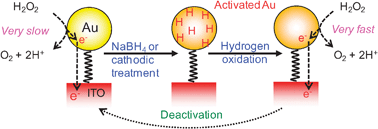 Graphical abstract: Enhancement of the electrocatalytic activity of gold nanoparticlesvia NaBH4 treatment