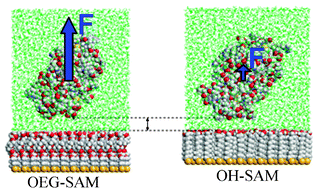 Graphical abstract: Origin of repulsive force and structure/dynamics of interfacial water in OEG–protein interactions: a molecular simulation study