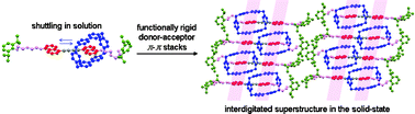 Graphical abstract: An interdigitated functionally rigid [2]rotaxane