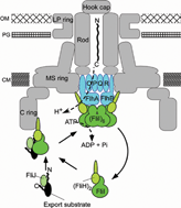 Graphical abstract: Mechanisms of type III protein export for bacterial flagellar assembly