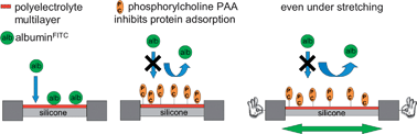 Graphical abstract: Polyelectrolyte multilayer coatings that resist protein adsorption at rest and under stretching