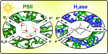 Graphical abstract: Solar water-splitting into H2 and O2: design principles of photosystem II and hydrogenases
