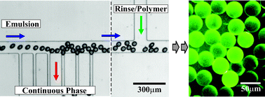 Graphical abstract: Microfluidic polymer multilayer adsorption on liquid crystal droplets for microcapsule synthesis