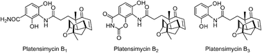 Graphical abstract: Isolation, structure and fatty acid synthesis inhibitory activities of platensimycin B1–B3 from Streptomyces platensis
