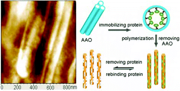 Graphical abstract: Surface molecularly imprinted nanowire for protein specific recognition