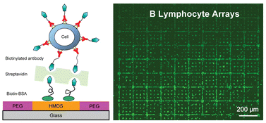 Graphical abstract: Photolithographic patterning of organosilane monolayer for generating large area two-dimensional B lymphocyte arrays
