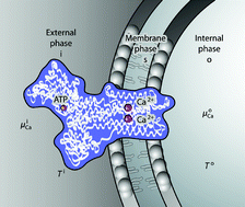 Graphical abstract: The measurable heat flux that accompanies active transport by Ca2+-ATPase