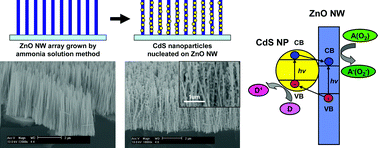 Graphical abstract: Type-II CdS nanoparticle–ZnO nanowire heterostructure arrays fabricated by a solution process: enhanced photocatalytic activity