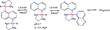 Graphical abstract: Interactions of 1,5-naphthyridine with Pd(en)Cl2 or [Pd(en)(H2O)2](NO3)2 in aqueous solution