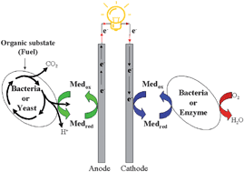 Graphical abstract: Bacteria and yeasts as catalysts in microbial fuel cells: electron transfer from micro-organisms to electrodes for green electricity