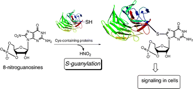 Graphical abstract: 8-Nitroguanosines as chemical probes of the proteinS-guanylation