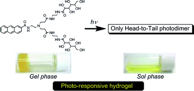 Graphical abstract: A photo-responsive hydrogelator having gluconamides at its peripheral branches
