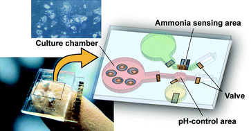 Graphical abstract: On-chip culturing of hepatocytes and monitoring their ammonia metabolism