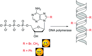 Graphical abstract: Synthesis of 8-bromo-, 8-methyl- and 8-phenyl-dATP and their polymerase incorporation into DNA