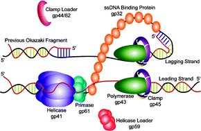 Graphical abstract: Repetitive lagging strand DNA synthesis by the bacteriophage T4 replisome