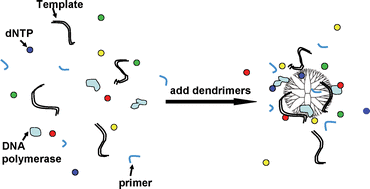 Graphical abstract: Enhanced specificity and efficiency of polymerase chain reactions using poly(amidoamine) dendrimers and derivatives