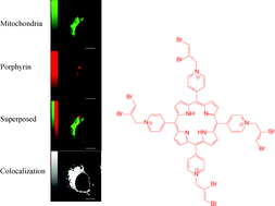 Graphical abstract: Bromines on N-allyl position of cationic porphyrins affect both radio- and photosensitizing properties