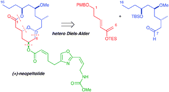 Graphical abstract: Total synthesis of the marine macrolide (+)-neopeltolide