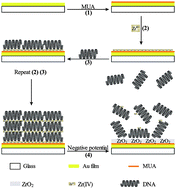 Graphical abstract: Selective electrodissolution of inorganic ions/DNA multilayer film for tunable DNA release