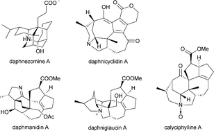Graphical abstract: The Daphniphyllum alkaloids