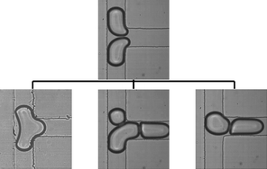 Graphical abstract: Coalescence and splitting of confined droplets at microfluidic junctions