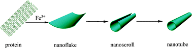 Graphical abstract: Egg albumin as a nanoreactor for growing single-crystalline Fe3O4nanotubes with high yields