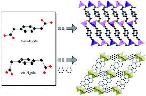 Graphical abstract: Conformation control of a flexible 1,4-phenylenediacetate ligand in coordination complexes: a rigidity-modulated strategy