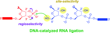 Graphical abstract: Controlling the direction of site-selectivity and regioselectivity in RNA ligation by Zn2+-dependent deoxyribozymes that use 2′,3′-cyclic phosphate RNA substrates