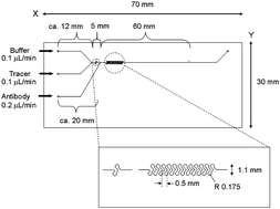 Graphical abstract: Microchip-based homogeneous immunoassay using fluorescence polarization spectroscopy