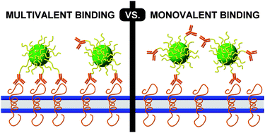 Graphical abstract: Tunable immunonanoparticle binding to cancer cells: thermodynamic analysis of targeted drug delivery vehicles