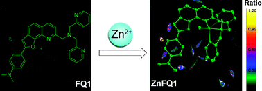 Graphical abstract: A ratiometric fluorescent sensor with a large Stokes shift for imaging zinc ions in living cells