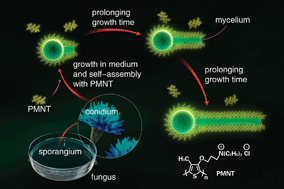 Graphical abstract: Microorganism-based assemblies of luminescent conjugated polyelectrolytes