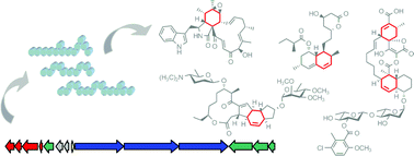 Graphical abstract: Intramolecular cyclizations of polyketide biosynthesis: mining for a “Diels–Alderase”?