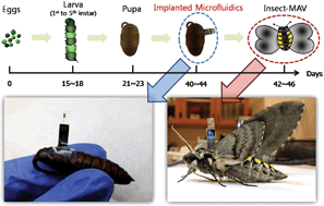 Graphical abstract: Engineering insect flight metabolics using immature stage implanted microfluidics