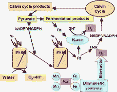 Graphical abstract: Hydrogen photoproduction by use of photosynthetic organisms and biomimetic systems