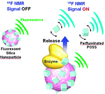 Graphical abstract: Multi-modal 19F NMR probe using perfluorinated cubic silsesquioxane-coated silica nanoparticles for monitoring enzymatic activity