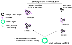 Graphical abstract: Receptor-independent modulation of reconstituted Gαiprotein mediated by liposomes
