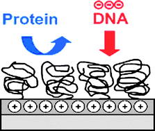 Graphical abstract: Selective protein and DNA adsorption on PLL-PEG films modulated by ionic strength