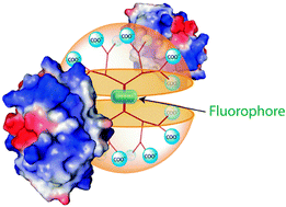 Graphical abstract: Fluorophore-cored dendrimers for patterns in metalloprotein sensing