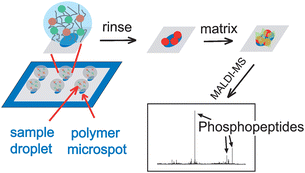 Graphical abstract: Phosphopeptide enrichment on functionalized polymer microspots for MALDI-MS analysis