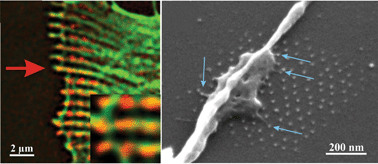 Graphical abstract: Cell interactions with hierarchically structured nano-patterned adhesive surfaces