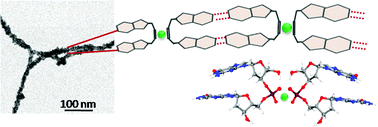 Graphical abstract: Controlled self-assembly of nucleotide–lanthanide complexes: specific formation of nanofibers from dimeric guanine nucleotides