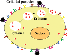 Graphical abstract: Colloidal particles for cellular uptake and delivery